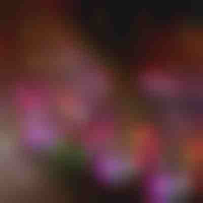 Światła ogrodowe w kształcie kwiatów zasilane energią słoneczną | BLOSSUN